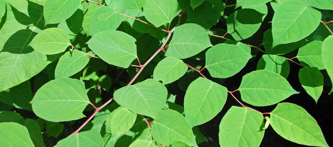 Selling Your Property? Be Honest About Japanese Knotweed