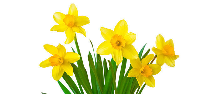 Spring into Estate Planning… Embrace the Season of New Beginnings!