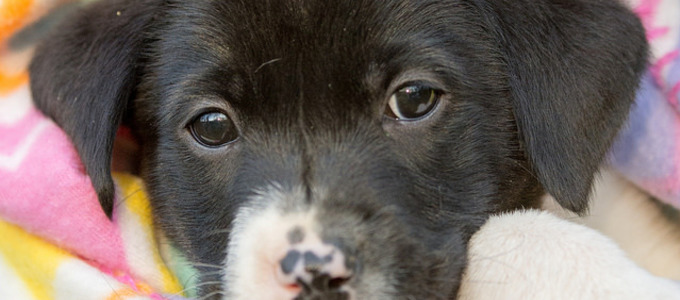 The Dogs Trust Canine Care Card