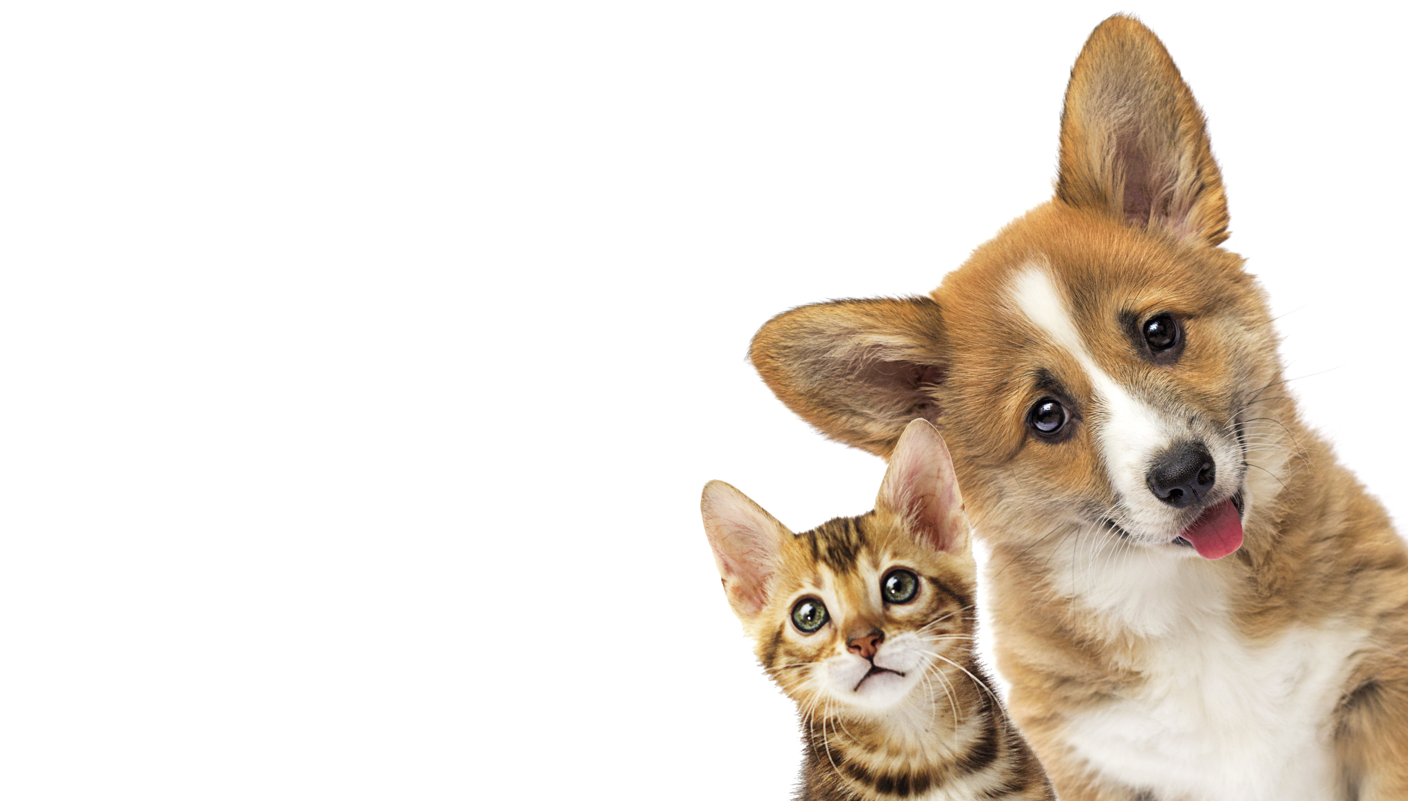 pets